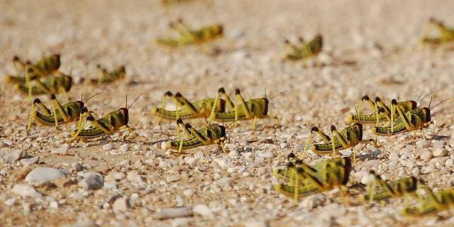 蝗蟲最新動態(tài)與小巷深處的獨特風(fēng)味探索