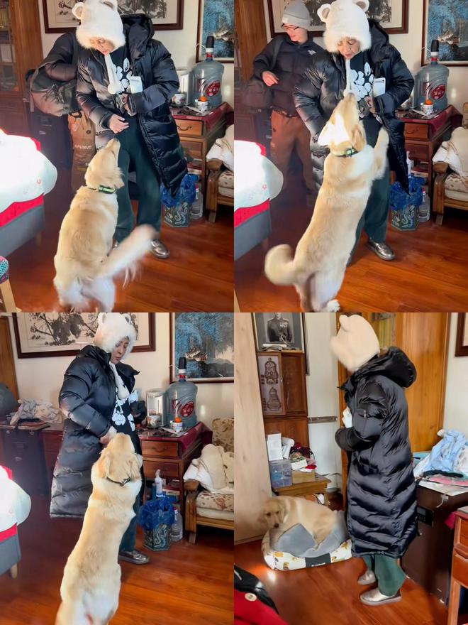 小狗最新動態(tài)揭秘，當(dāng)下生活狀態(tài)與趨勢觀察分析