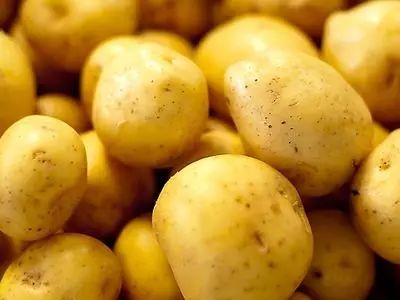 廣東土豆最新行情揭秘，價格走勢與小巷深處的土豆魅力