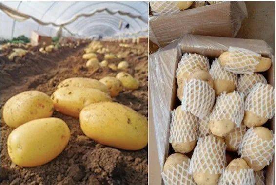 廣東土豆最新行情揭秘,價格走勢與小巷深處的土豆魅力