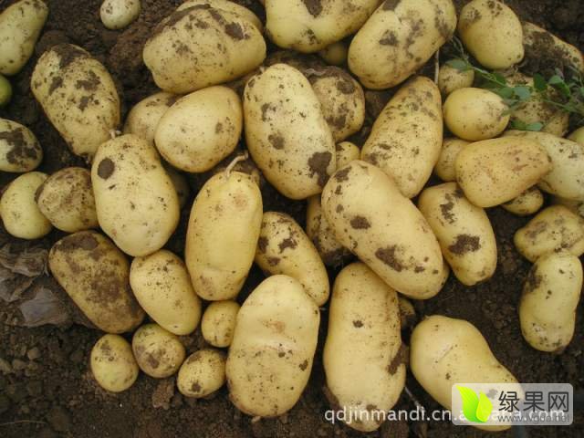 廣東土豆最新行情揭秘,價格走勢與小巷深處的土豆魅力