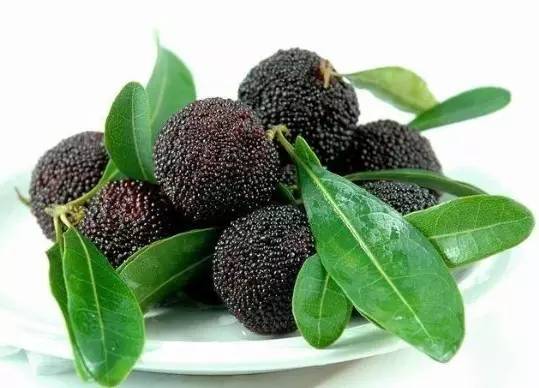 楊梅新品種揭秘，巷弄深處的楊梅樂園介紹