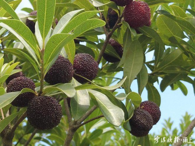 楊梅新品種揭秘,巷弄深處的楊梅樂園介紹