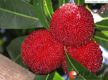 楊梅新品種揭秘,巷弄深處的楊梅樂園介紹