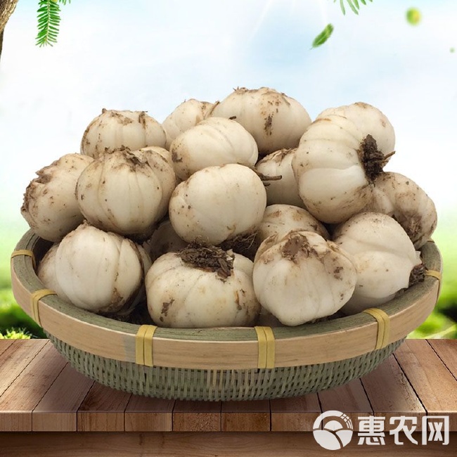 鮮百合價(jià)格走勢(shì),市場(chǎng)變遷與獨(dú)特地位的體現(xiàn)