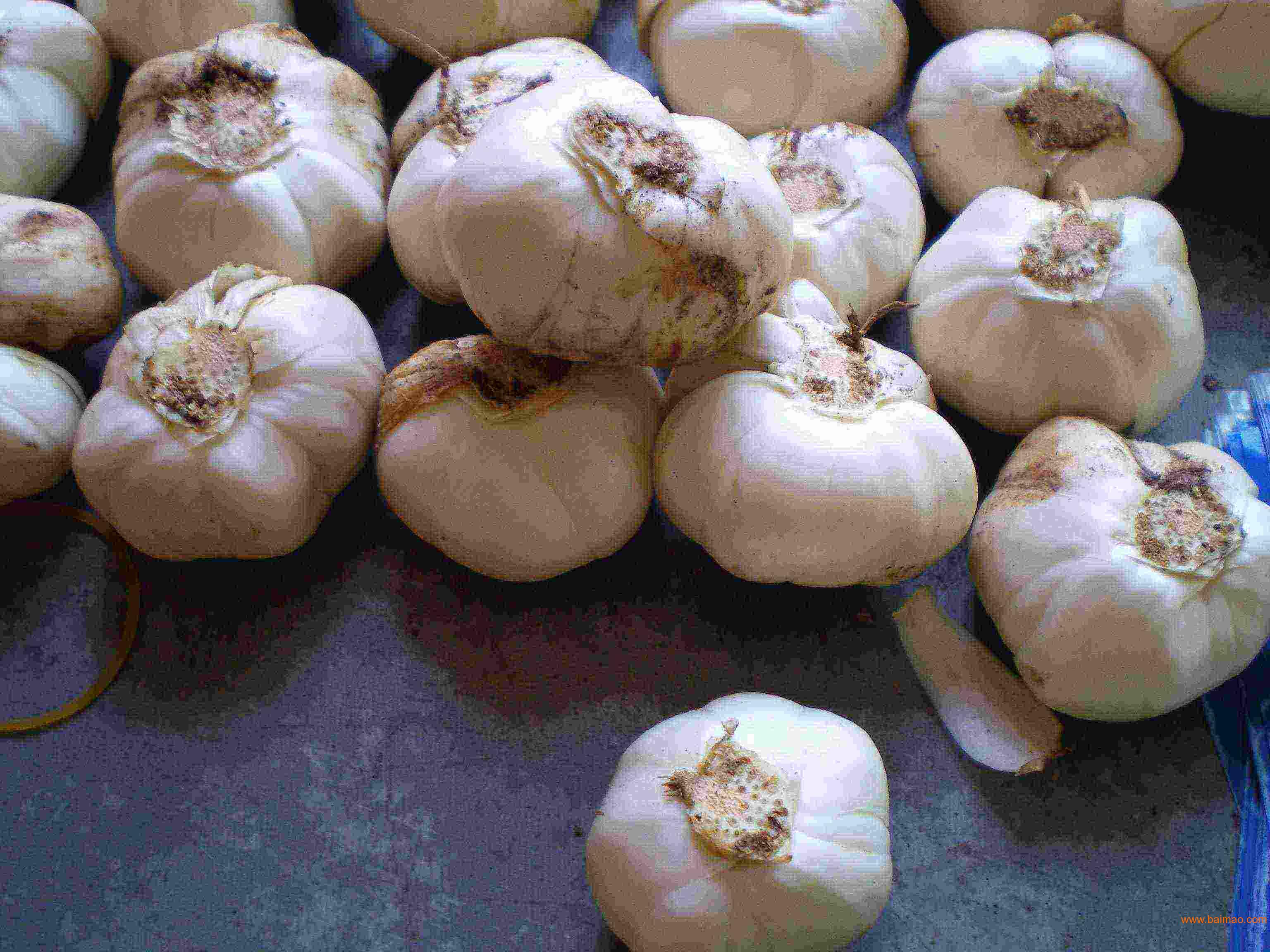 鮮百合價(jià)格走勢(shì),市場(chǎng)變遷與獨(dú)特地位的體現(xiàn)