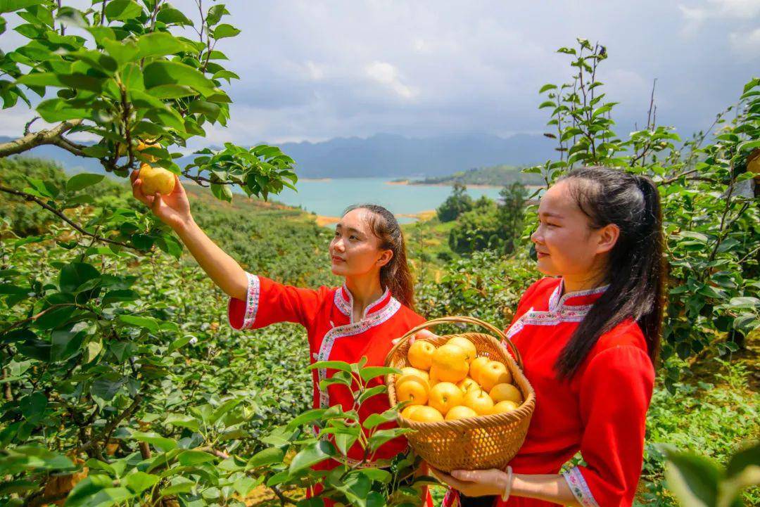 連州水晶梨上市時間詳解，一站式指南