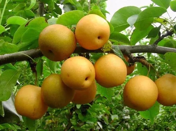 連州水晶梨上市時間詳解,一站式指南