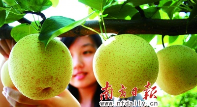 連州水晶梨上市時間詳解,一站式指南