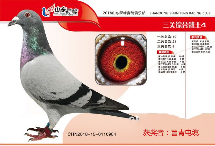 山東舜峰賽鴿公棚資訊，探討價(jià)值與影響力