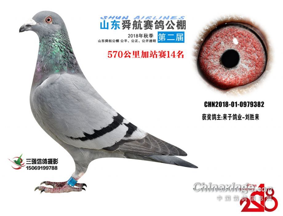 山東舜峰賽鴿公棚資訊,探討價(jià)值與影響力