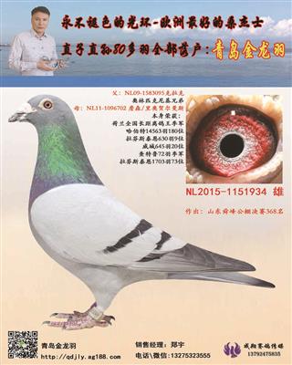 山東舜峰賽鴿公棚資訊,探討價(jià)值與影響力