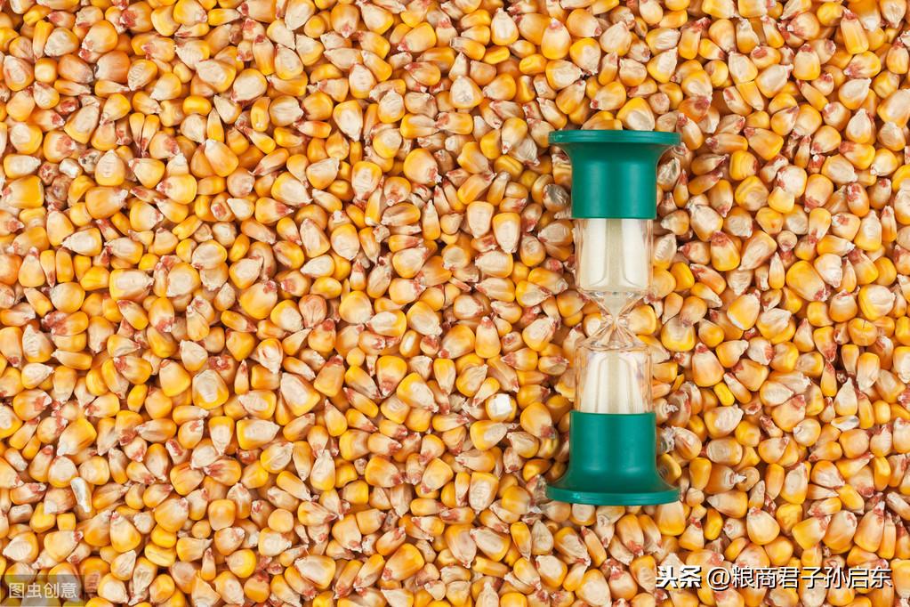 最新優質小麥價格行情揭秘，麥浪間的溫情與市場動態