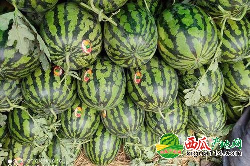 保定西瓜價(jià)格行情揭秘，溫情故事背后的真實(shí)價(jià)格