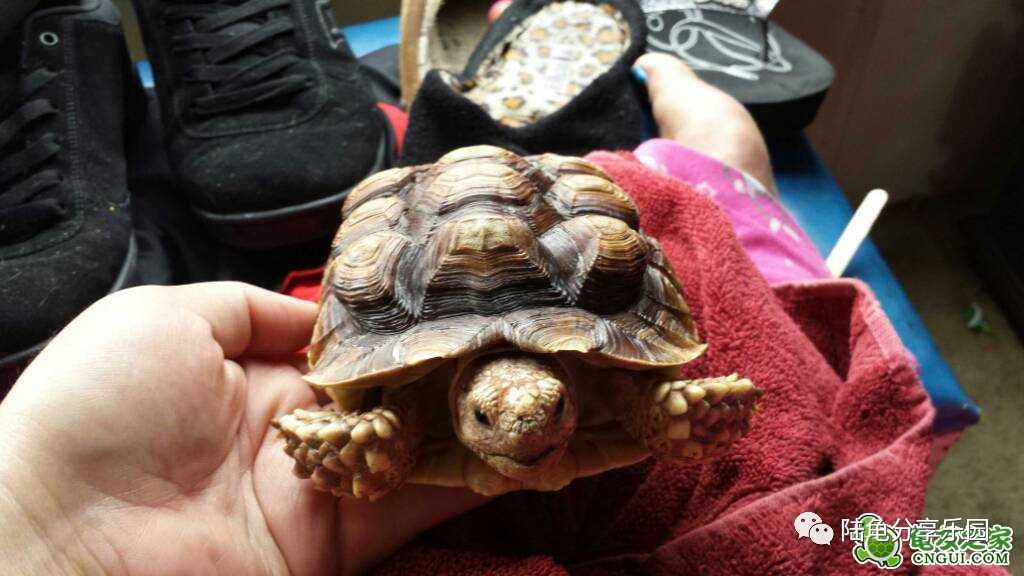 時代背景下的龜寵市場觀察，龜友天下最新報價匯總