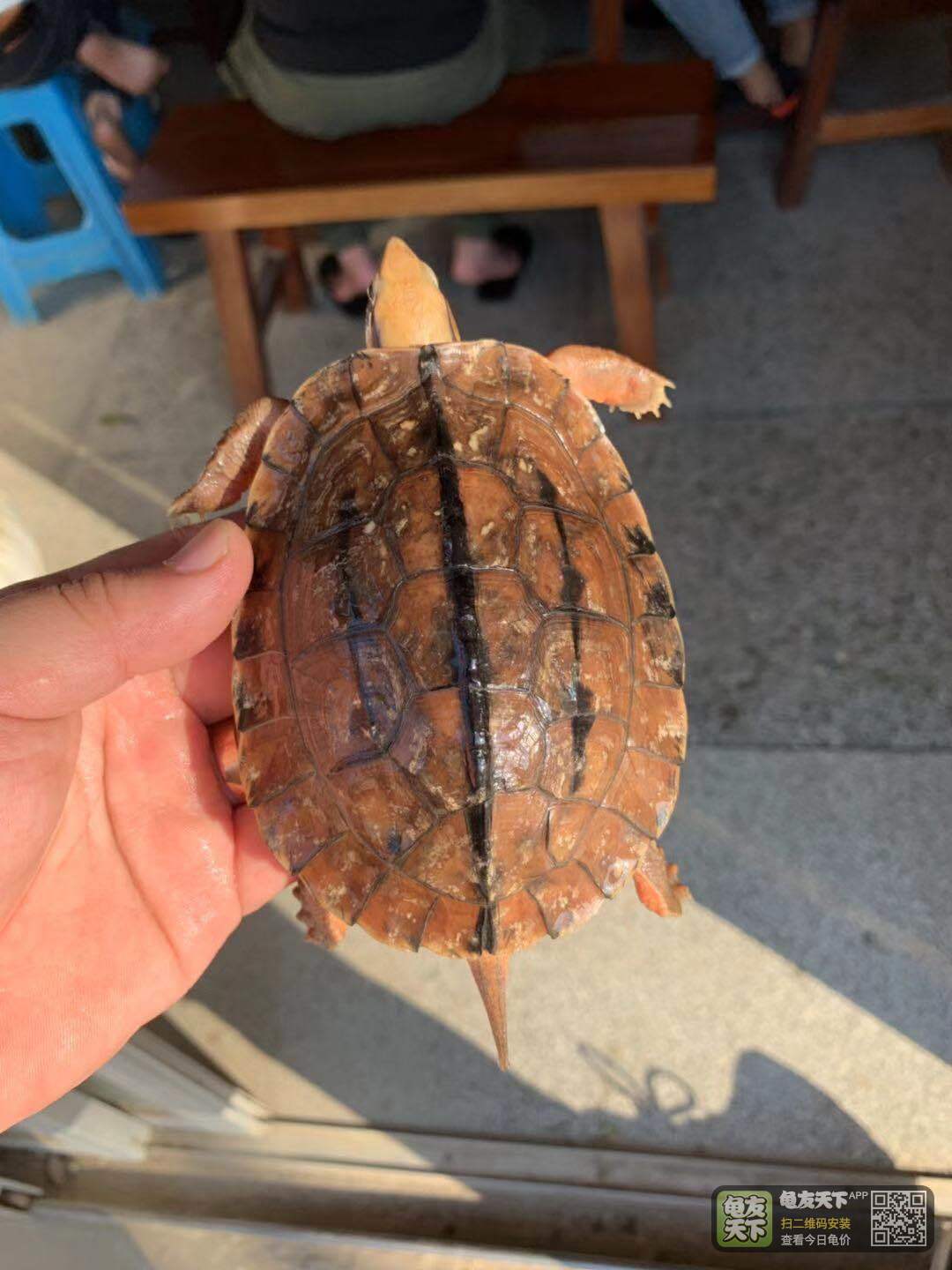 時代背景下的龜寵市場觀察,龜友天下最新報價匯總