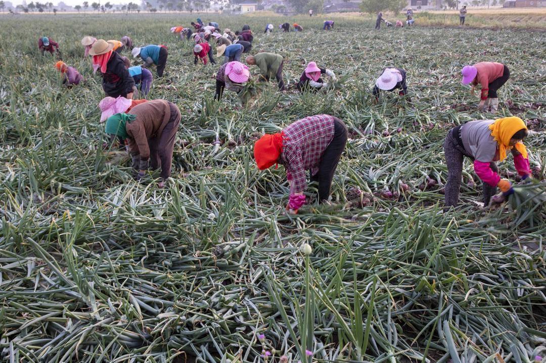 紅皮洋蔥最新價格行情解析，如何獲取并分析價格走勢詳解