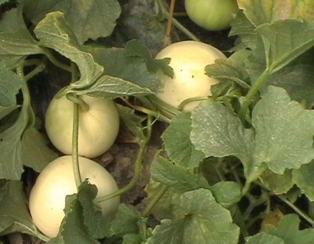 香瓜價格行情深度探討與分析