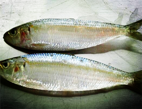 鱈魚最新售價，科技與生活融合的高科技海鮮體驗