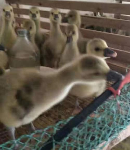 鵝苗價格揭秘，一只鵝苗究竟多少錢？