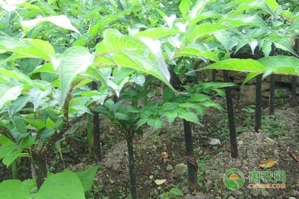 魔芋價格背后的勵志之旅，從未知到自信探索之路