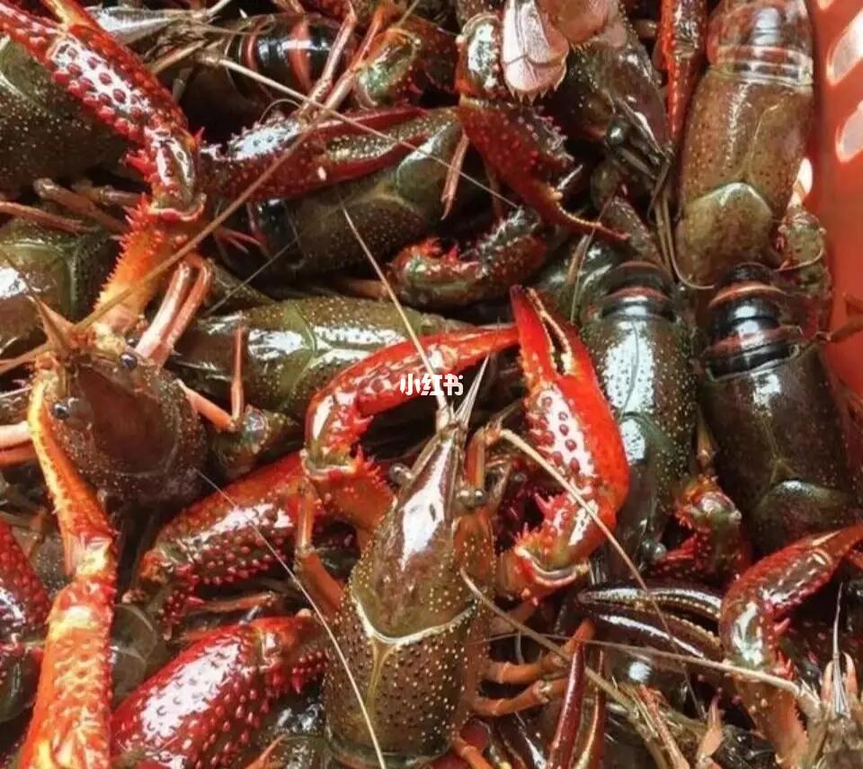 株洲小龍蝦價格行情揭秘,巷弄深處的秘密美食盛宴