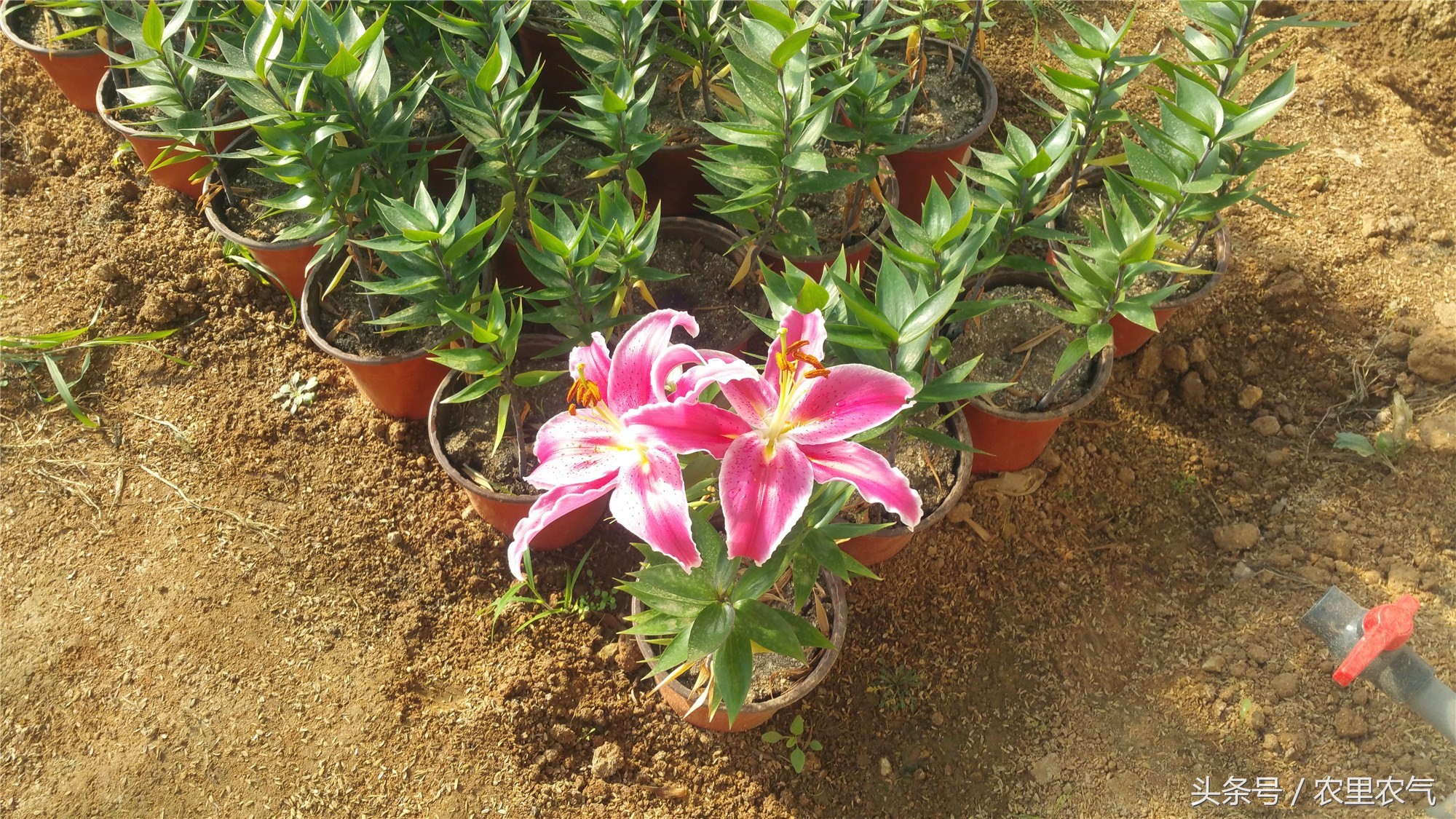 今年百合價格行情深度解析與論述