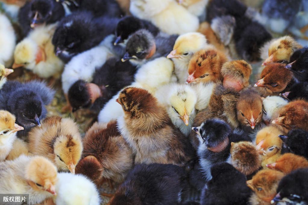 全國今日肉雞價格行情一覽，最新價格概覽與行情分析