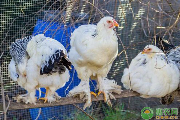 今日全國肉毛雞行情解析，市場趨勢把握與詳解指南