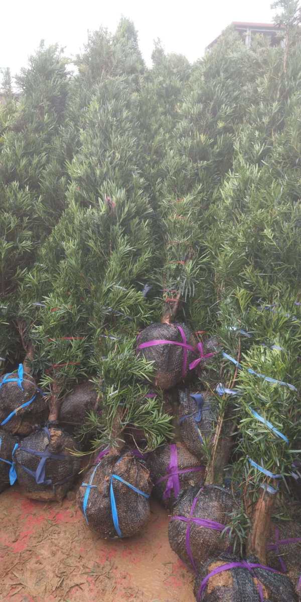 大羅漢松價格深度解析與科普知識分享