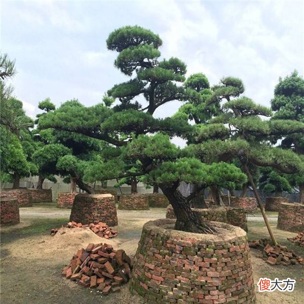 大羅漢松價格深度解析與科普知識分享