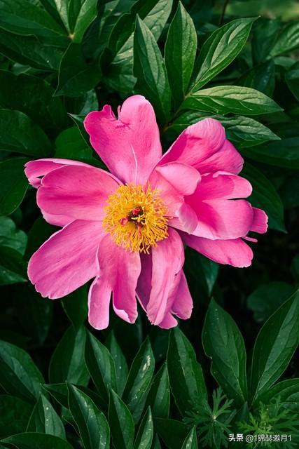 紅雙喜芬芳馥郁價格，一場自然美景的探尋之旅