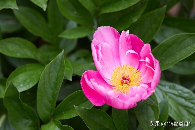 紅雙喜芬芳馥郁價格,一場自然美景的探尋之旅