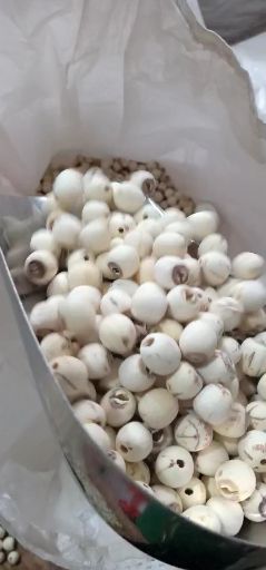 湘蓮價格行情詳解，如何了解與分析市場動態(tài)？