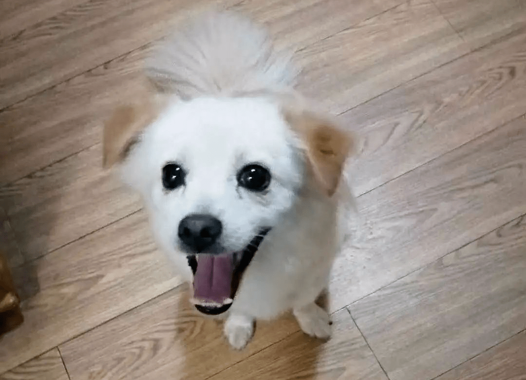 太原領(lǐng)養(yǎng)狗狗信息，萌寵之旅中的自信與成就感實現(xiàn)之道