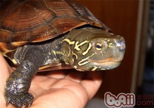 最新烏龜品種大全及介紹