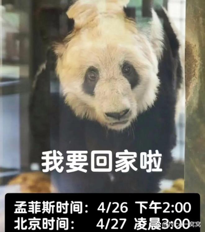 丫丫歸國最新消息及步驟指南