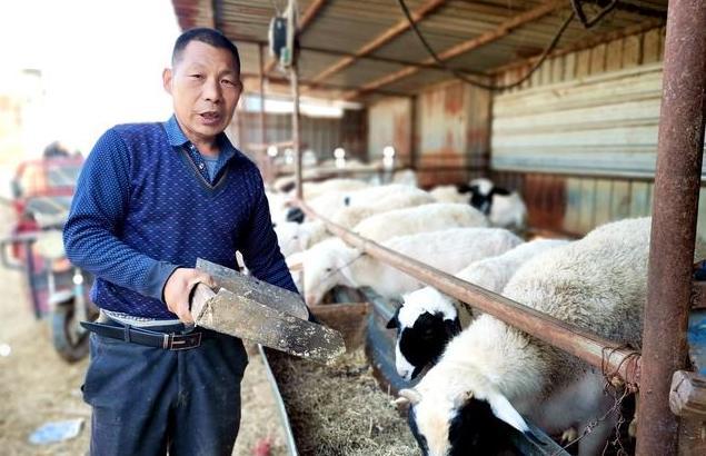 科技引領(lǐng)未來，智能養(yǎng)羊場招聘啟事