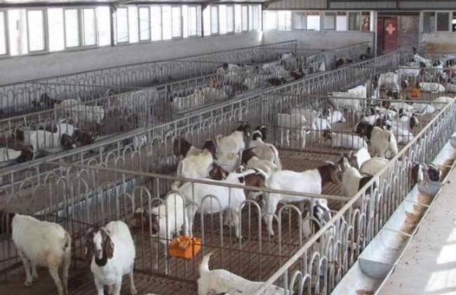 科技引領(lǐng)未來,智能養(yǎng)羊場招聘啟事