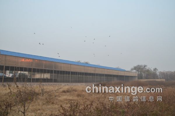 鄭州興隆公棚最新通告，任務指南與操作說明發布