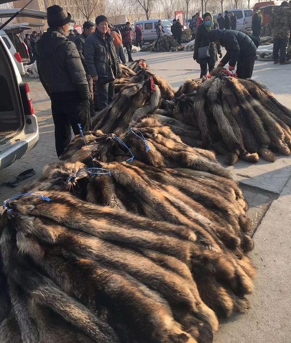 今日貉皮行情深度解析與趨勢預測