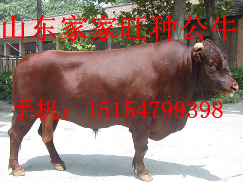 牛的市場價格實時更新及分析