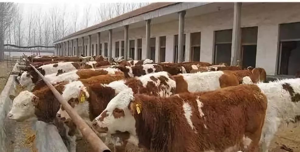 牛的市場價格實時更新及分析