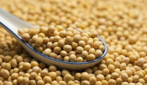 新黃豆上市時間解析，了解新黃豆上市的時間表