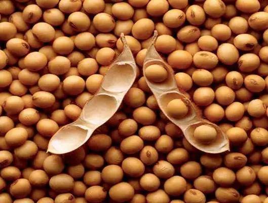 新黃豆上市時間解析,了解新黃豆上市的時間表