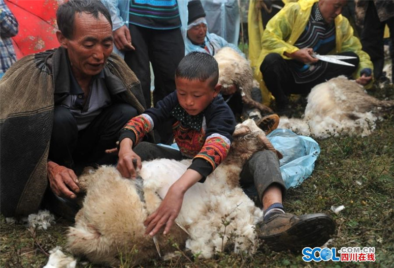 剪羊毛比賽，技藝與速度的巔峰對決