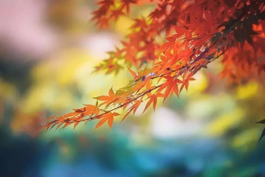 最新秋日佳片,觀影指南與技能提升詳解