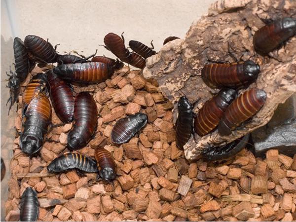 蘋(píng)果新品種,變化中的奇跡,成就感的源泉