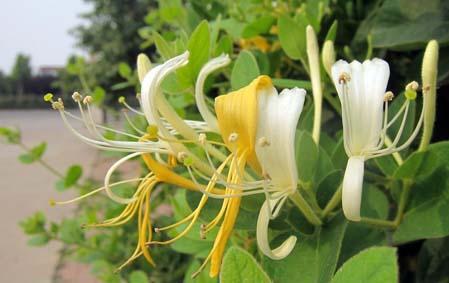 金銀花今年行情分析，小巷秘密花園里的價格動態