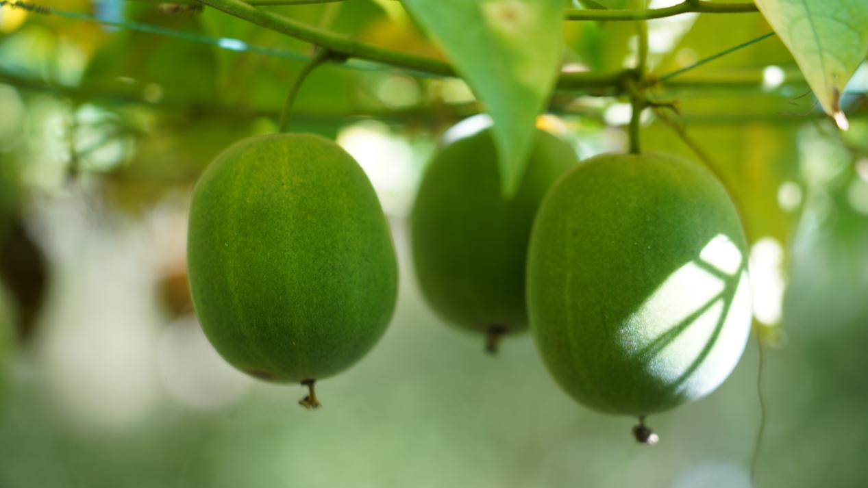 羅漢果行情，科技新品引領健康生活新潮流